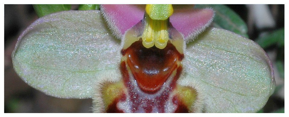 Ophrys tenthredinifera